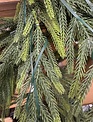 6-ft LED Norfolk Pine Garland