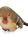 Small Green Bird (4 styles)