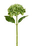 19" Iced Hydrangea Spray