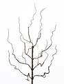 30" Twig LED Branch