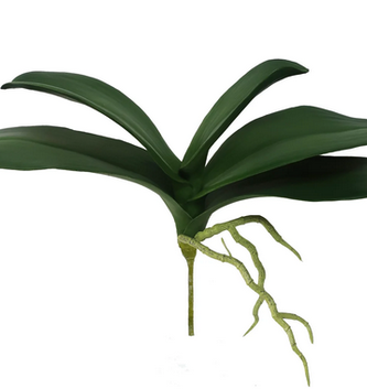 Natural Touch Orchid Foliage w/ Roots
