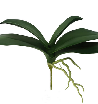 Natural Touch Orchid Foliage w/ Roots