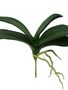 Natural Touch Orchid Foliage w/ Roots
