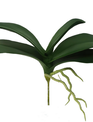 Natural Touch Orchid Foliage w/ Roots