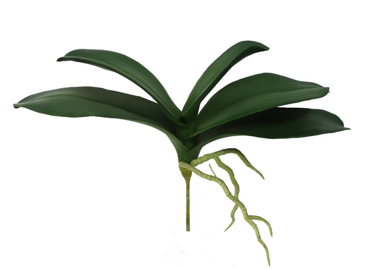 Natural Touch Orchid Foliage w/ Roots