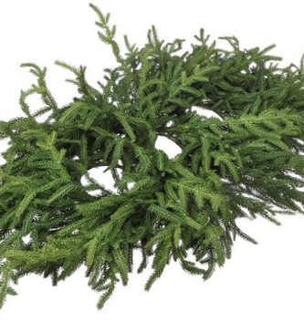 36" Just Cut Norfolk Pine Centerpiece
