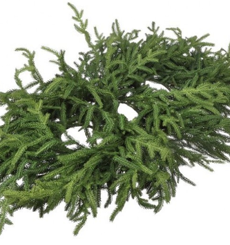 36" Just Cut Norfolk Pine Centerpiece