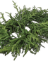 36" Just Cut Norfolk Pine Centerpiece