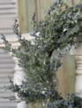 22" Icy Northwind Juniper Wreath