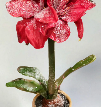 15" Potted Amaryllis (2-Colors)