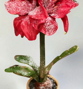 15" Potted Amaryllis (2-Colors)