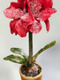 15" Potted Amaryllis (2-Colors)