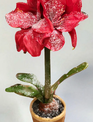 15" Potted Amaryllis (2-Colors) 15" Potted Amaryllis (2-Colors)
