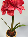 15" Potted Amaryllis (2-Colors) 15" Potted Amaryllis (2-Colors)