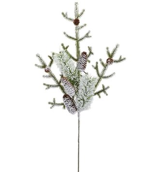 Snow Covered Pine Spray