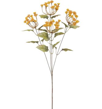Queen Anne's Lace Stem