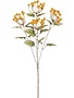 Queen Anne's Lace Stem