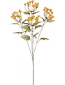 Queen Anne's Lace Stem Queen Anne's Lace Stem