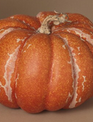 Country Harvest Pumpkin (2-Sizes) (3-Colors) Country Harvest Pumpkin (2-Sizes) (3-Colors)