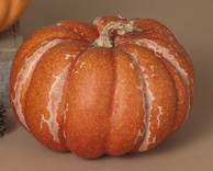 Country Harvest Pumpkin (2-Sizes) (3-Colors)