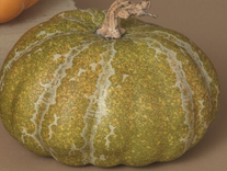 Country Harvest Pumpkin (2-Sizes) (3-Colors)