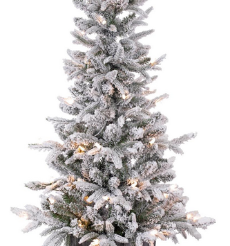 4' Flocked Frasier Fir in Pot