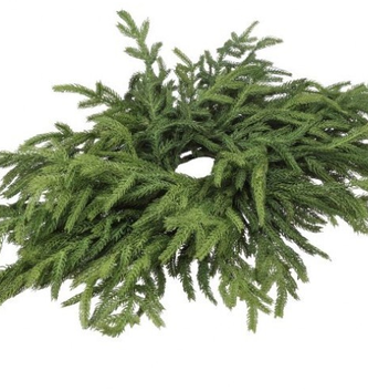 24" Norfolk Pine Centerpiece