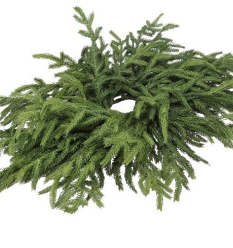 24" Norfolk Pine Centerpiece