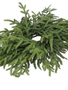 24" Norfolk Pine Centerpiece