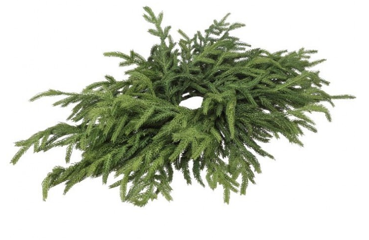 24" Norfolk Pine Centerpiece