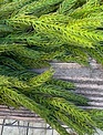 6-ft Deluxe Real Touch Norfolk Pine Garland 6-ft Deluxe Real Touch Norfolk Pine Garland