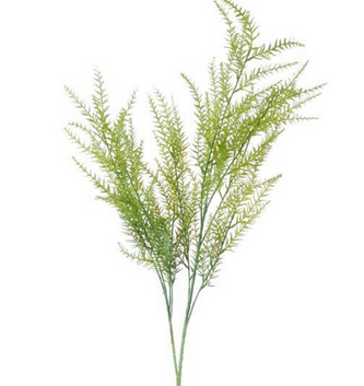 Springeri Fern Spray