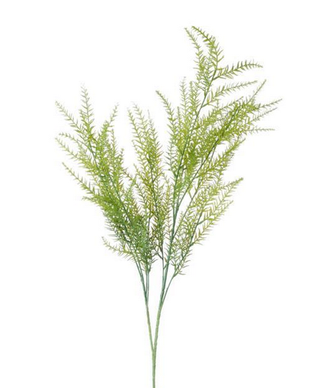 Springeri Fern Spray