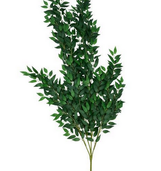 Wisteria Leaf Branch