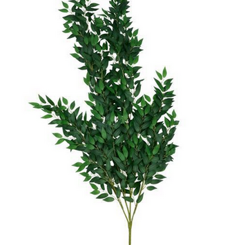 Wisteria Leaf Branch