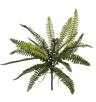 17" Mini Boston Fern