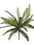 17" Mini Boston Fern