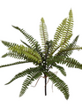 17" Mini Boston Fern