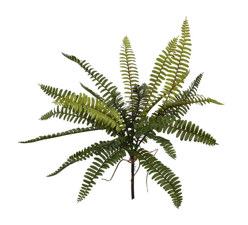 17" Mini Boston Fern