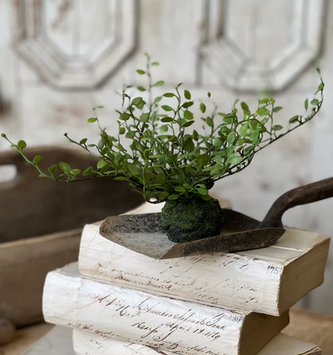 Hillsong Button Leaf Fern