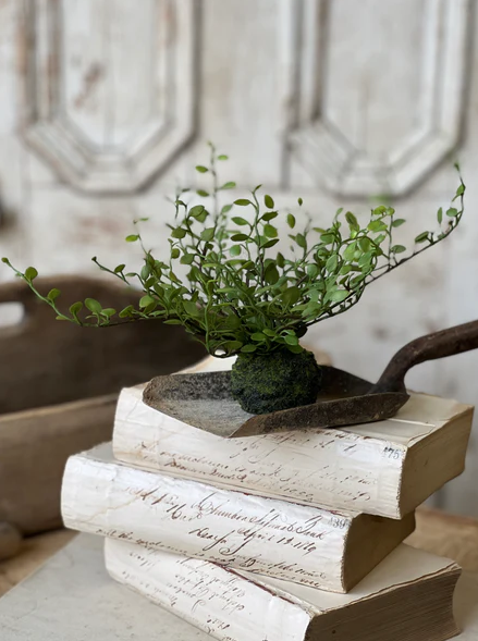 Hillsong Button Leaf Fern