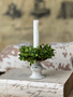 Taper Boxwood Candle Ring