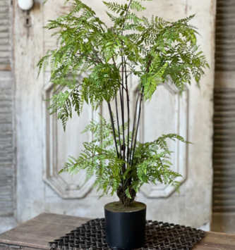 25" Hillside Grove Tree