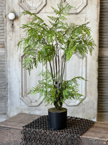 25" Hillside Grove Tree