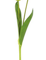 Natural Touch Long Stem Tulip (5-Colors)