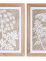 Set of 2 Queen Anne's Lace Framed Prints