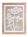 Set of 2 Queen Anne's Lace Framed Prints