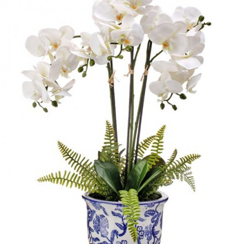 Triple White Phaleanopsis Fern in Ceramic Container