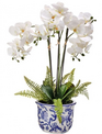 Triple White Phaleanopsis Fern in Ceramic Container