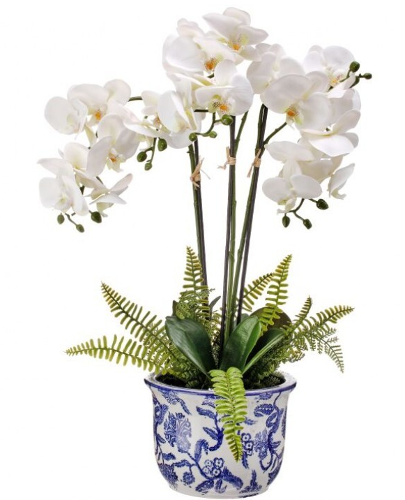 Triple White Phaleanopsis Fern in Ceramic Container